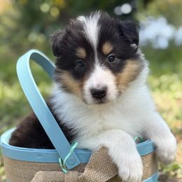 Smores - Black white and tan Collie puppy in Edwards, Mississippi from Cranford Collies