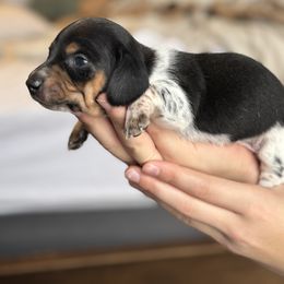Max- black and tan piebald AKC - Black and tan male Dachshund puppy in North Branch, Michigan from Monarch Miniature Dachshunds