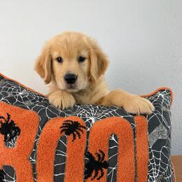 Ms Blue - Golden female Golden Retriever puppy in Moapa, Nevada from Little Bitta Luck Farms