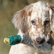 English Setters from Upland English Setters