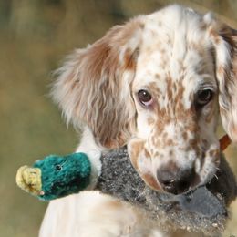 English Setters from Upland English Setters