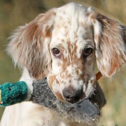 English Setters from Upland English Setters