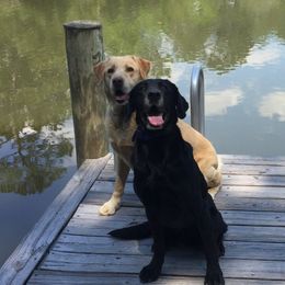 Golden Retrievers, Labrador Retrievers, and Spinoni Italiani from Belle Shain Kennels