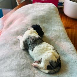 Juliette - Parti female Poodle puppy in Arabi, Georgia from Huckadoodle Farm