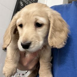 Dachshund Puppies from Hogan’s Lowrider Hounds