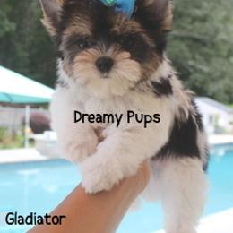 AKC Tiny Extreme Baby Doll Face Gladiator 3300  Now Pending.. - Black tan and white male Biewer Terrier puppy in Kennesaw, Georgia from Dreamy Pups