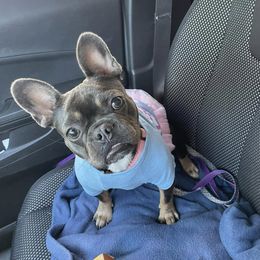 Sister - French Bulldog
