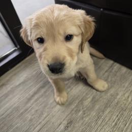 Golden Retriever Puppies from Rodgers Retrievers
