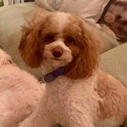 Dolly - Goldendoodle