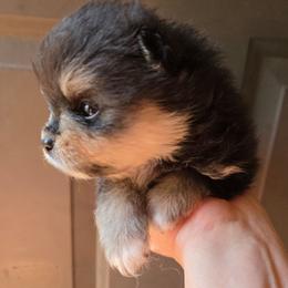 Riviera pup 2 - Black and tan male Pomeranian puppy in Carrollton, Georgia from B AND R'S POMERANIAN'S