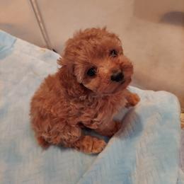 Poodle Puppies from Caboodles Of Poodles