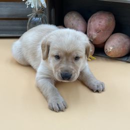 Yellow - Yellow male Labrador Retriever puppy in Heath Springs, South Carolina from Rich Hill Retrievers