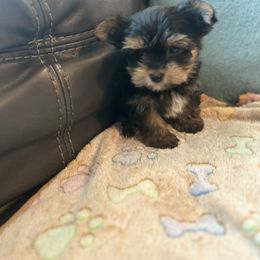 Toby - Black and tan male Yorkshire Terrier puppy in Ocala, Florida from Top Notch Pupz