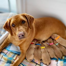 Lacy - Labrador Retriever