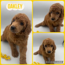 Oakley - Red  female Poodle puppy in Mount Vernon, Illinois from AMC Poodles