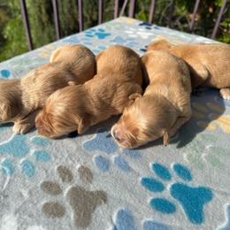 Boy 5 - Golden male Golden Retriever puppy in San Jacinto, California from Golden Retriever Puppy Bliss