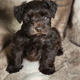 Female - Liver female Miniature Schnauzer puppy in Trinity, Alabama from C&E'S Schnauzers