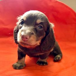 Orion - Chocolate and cream male Dachshund puppy in Bradenton, Florida from Leah’s Suncoast Doxies