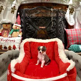 McDowell - male Sporty Mix puppy in Livonia, Michigan from M7’s Shelties, Toonies & AussieDoodles