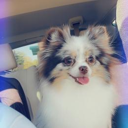 Coco - Pomeranian