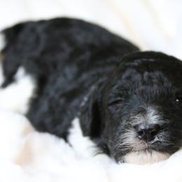 Aussiedoodle Puppies from Aspen River Doodles
