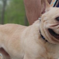 French Bulldogs and Olde English Bulldogges from South Central Bulldogs