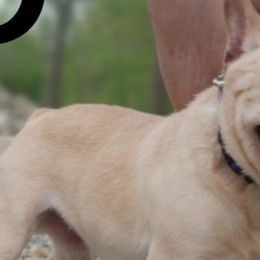 French Bulldogs and Olde English Bulldogges from South Central Bulldogs