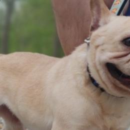 French Bulldogs and Olde English Bulldogges from South Central Bulldogs