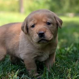 Female Puppy Spot - Yellow female Labrador Retriever puppy in Millville, New Jersey from Puzzles Labradors