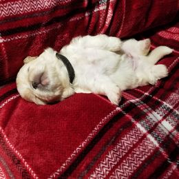 Pekingese Puppies from Pekes And Sandy Paws