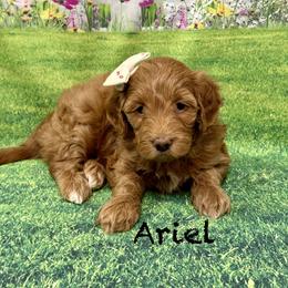 Ariel - Red  female Goldendoodle puppy in Gilbert, Arizona from Gilbert Az Doodles