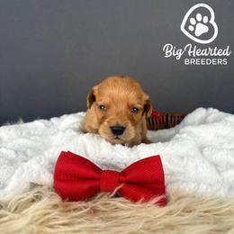 Moose - Red  male Goldendoodle puppy in Utah County, Utah from Big Hearted Breeders