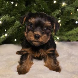 Max - Black and gold male Yorkshire Terrier puppy in Mountain Grove, Missouri from Precious Puppies