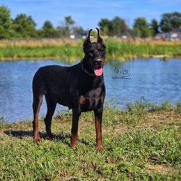 Lilith - Black and rust female Doberman Pinscher puppy in China Township, Michigan from Snell's Superior Kennel Dobermann & GSP