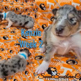 Kenzie - Blue merle female Collie puppy in Kingsport, Tennessee from Sweet Southern Collies