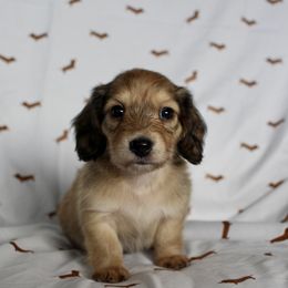 Winston - Cream Dachshund puppy in Alva, Florida from Salty C's Dachshunds