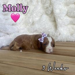 Molly - Red female Cavapoo puppy in Runaway Bay, Texas from Green Ranch Doodles