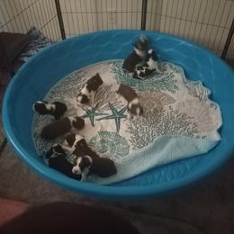 English Springer Spaniel Puppies from IV Springers of California