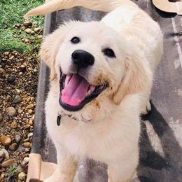 Golden Retriever Puppies from Dewbury Dream Goldens