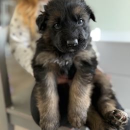 Zero - Black and red male German Shepherd puppy in Fielding, Utah from Legacy Shepherds
