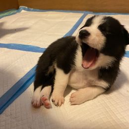 Border Collie All Grown Up from Johnson Farm