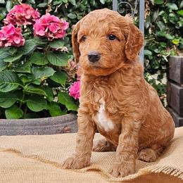 Theo - Red  male Goldendoodle puppy in Los Gatos, California from Willow & Rose Doodles