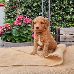 Theo - Red  male Goldendoodle puppy in Los Gatos, California from Willow & Rose Doodles
