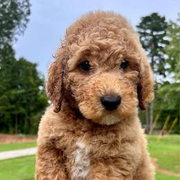 Blaze - Apricot male Goldendoodle puppy in Gastonia, North Carolina from Crowders Creek Doodles