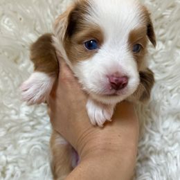 Autumn - Red merle Toy Australian Shepherd puppy in Boise, Idaho from Loving Little Aussies