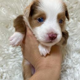 Autumn - Red merle Toy Australian Shepherd puppy in Boise, Idaho from Loving Little Aussies
