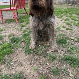 Lanta - Wirehaired Pointing Griffon