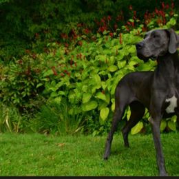 Arya - Great Dane
