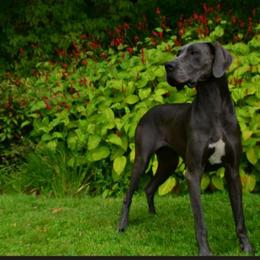 Arya - Great Dane