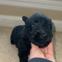 Scottish Terrier Puppies from Oodles of Cuties!